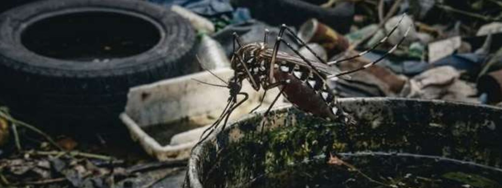 National Dengue Control Unit Warns Schools Among Key Mosquito Breeding Locations