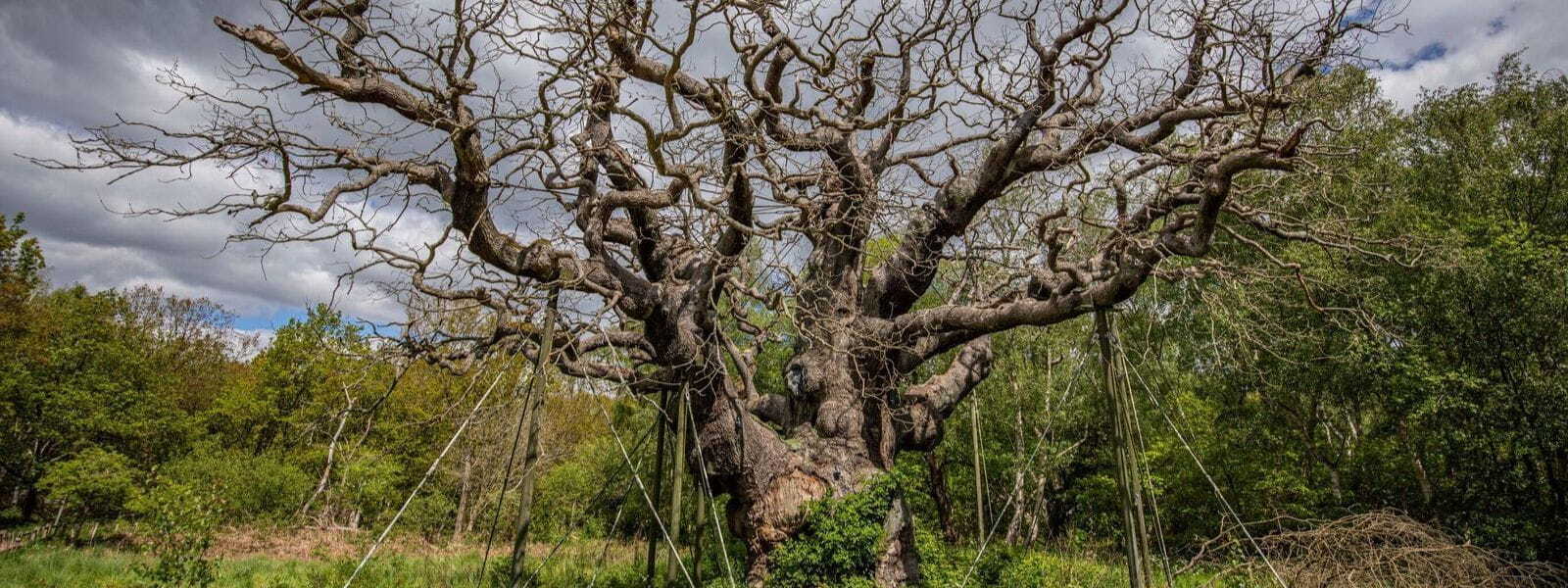 Ancient Oak Said To Have Sheltered Legendary Robin Hood Has Died