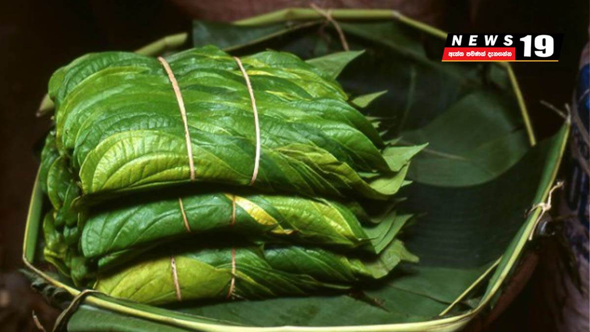 දුම්කොළ මිශ්ර බුලත්විට තහනම්