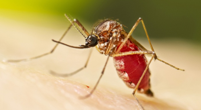 Health Ministry warns of possible dengue epidemic as cases surge