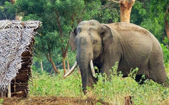 Sri Lanka to draft new national plan to tackle human–elephant conflict