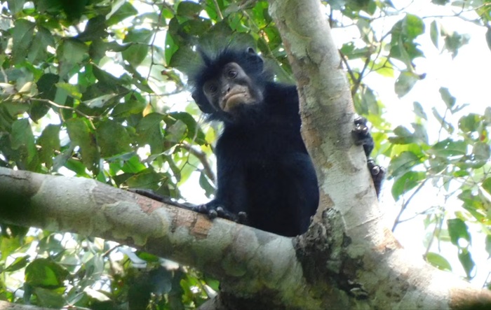 Monkey with orange lips identified as newfound species