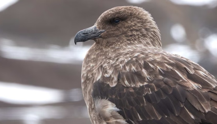 New Zealand confirms first H5N1 bird flu case in native bird