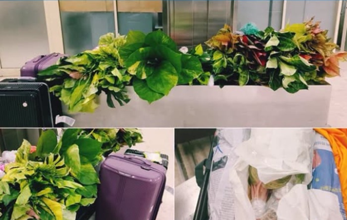 Sri Lankan passenger arrested at BIA with illegal flower plants