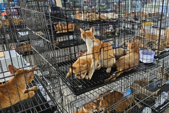 Hundreds of cats destined for slaughter rescued in Vietnam